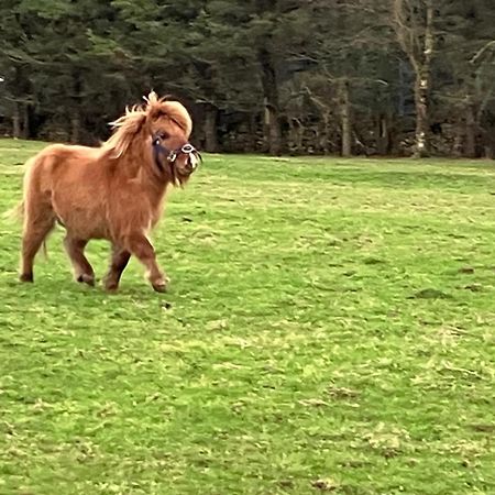 The Beautiful Lazy Llama Shepherd Hut Farm Stay Ballyshannon Εξωτερικό φωτογραφία