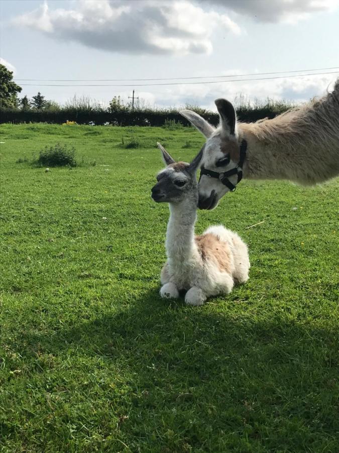 The Beautiful Lazy Llama Shepherd Hut Farm Stay Ballyshannon Εξωτερικό φωτογραφία