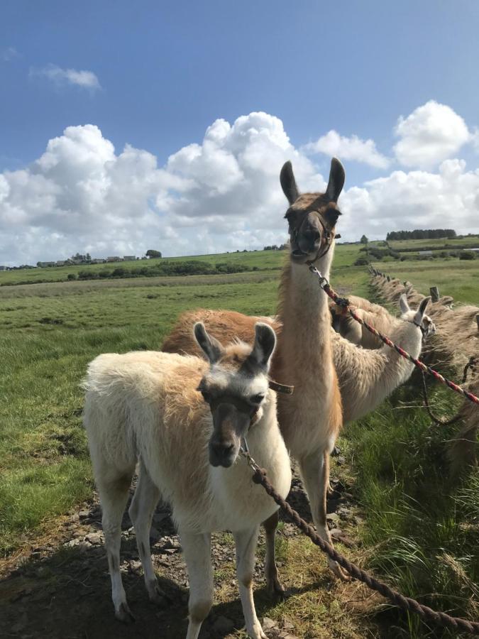The Beautiful Lazy Llama Shepherd Hut Farm Stay Ballyshannon Εξωτερικό φωτογραφία