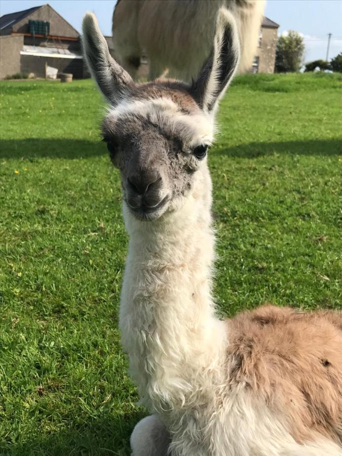 The Beautiful Lazy Llama Shepherd Hut Farm Stay Ballyshannon Εξωτερικό φωτογραφία
