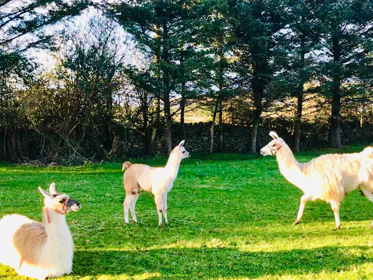 The Beautiful Lazy Llama Shepherd Hut Farm Stay Ballyshannon Εξωτερικό φωτογραφία
