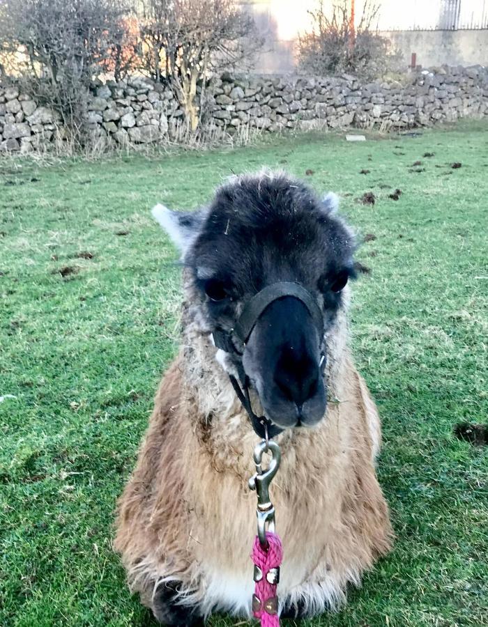 The Beautiful Lazy Llama Shepherd Hut Farm Stay Ballyshannon Εξωτερικό φωτογραφία
